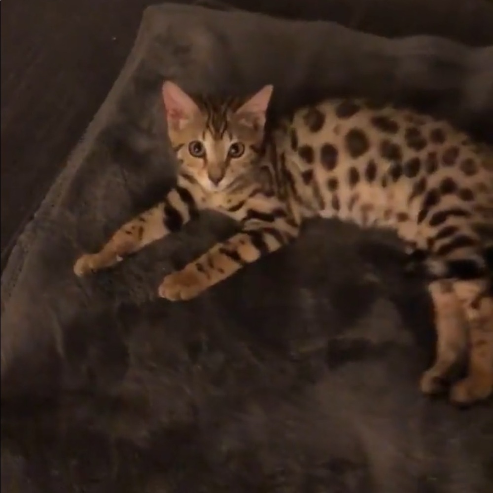 Meet your Posher, Melody